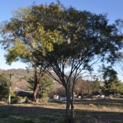 Acacia floribunda at Griffith, ACT - 21 Sep 2018 02:35 PM