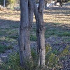 Acacia floribunda at Griffith, ACT - 21 Sep 2018 02:35 PM