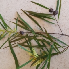 Acacia floribunda at Griffith, ACT - 21 Sep 2018