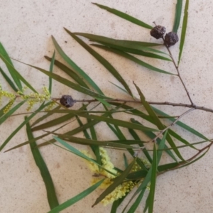 Acacia floribunda at Griffith, ACT - 21 Sep 2018