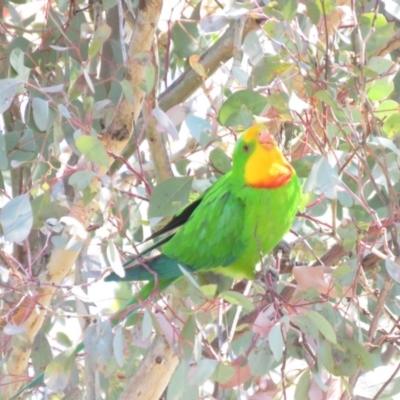 Polytelis swainsonii (Superb Parrot) at Parkes, ACT - 21 Sep 2018 by KumikoCallaway