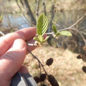 Alnus glutinosa at Curtin, ACT - 18 Sep 2018