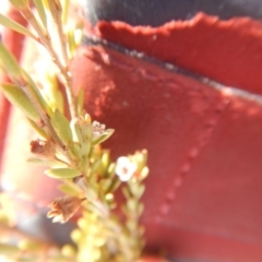 Micromyrtus ciliata at Paddys River, ACT - 21 Sep 2018