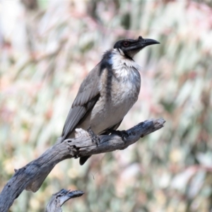 Philemon corniculatus at Wanniassa Hill - 18 Sep 2018