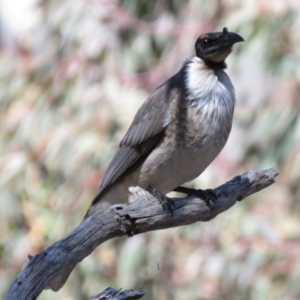 Philemon corniculatus at Wanniassa Hill - 18 Sep 2018