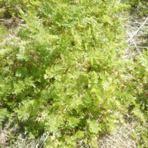 Conium maculatum at Paddys River, ACT - 21 Sep 2018 02:54 PM