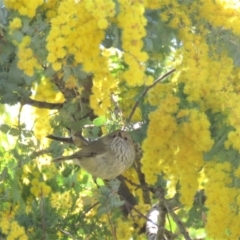 Acanthiza pusilla at Fadden, ACT - 18 Sep 2018