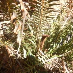 Blechnum nudum (Fishbone Water Fern) at Paddys River, ACT - 21 Sep 2018 by MichaelMulvaney