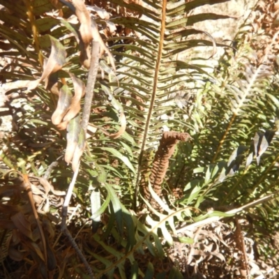 Blechnum nudum (Fishbone Water Fern) at Paddys River, ACT - 21 Sep 2018 by MichaelMulvaney