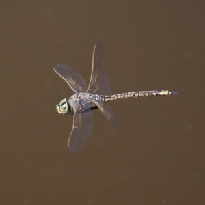 Anax papuensis at Fyshwick, ACT - 14 Sep 2018