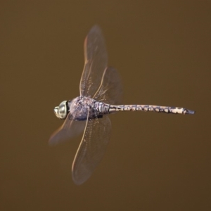 Anax papuensis at Fyshwick, ACT - 14 Sep 2018