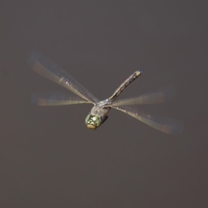 Anax papuensis at Fyshwick, ACT - 14 Sep 2018