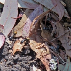 Camponotus aeneopilosus at Acton, ACT - 21 Sep 2018 01:47 PM