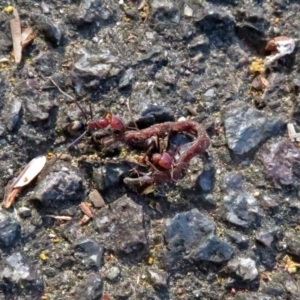 Iridomyrmex purpureus at Acton, ACT - 21 Sep 2018 01:48 PM