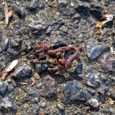 Iridomyrmex purpureus (Meat Ant) at Acton, ACT - 21 Sep 2018 by RodDeb