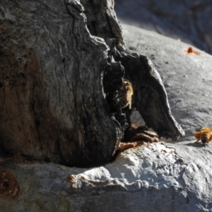 Apis mellifera at Hackett, ACT - 21 Sep 2018 01:25 PM