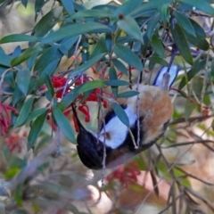 Acanthorhynchus tenuirostris (Eastern Spinebill) at Acton, ACT - 21 Sep 2018 by RodDeb