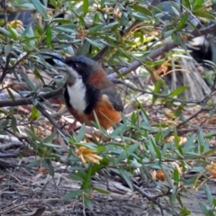 Acanthorhynchus tenuirostris at Acton, ACT - 21 Sep 2018