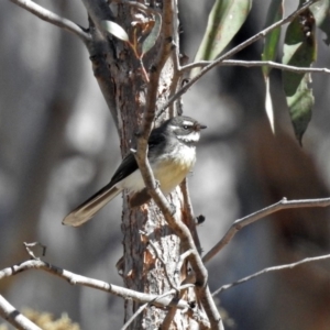 Rhipidura albiscapa at Acton, ACT - 21 Sep 2018 12:23 PM