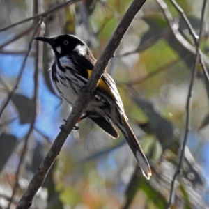 Phylidonyris novaehollandiae at Acton, ACT - 21 Sep 2018