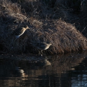 Gallinago hardwickii at Fyshwick, ACT - 21 Sep 2018 12:00 AM