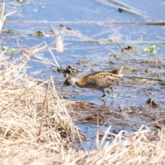 Zapornia pusilla (Baillon's Crake) at Fyshwick, ACT - 21 Sep 2018 by redsnow