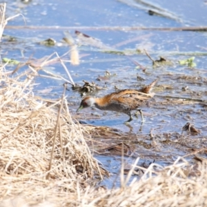 Zapornia pusilla at Fyshwick, ACT - 21 Sep 2018