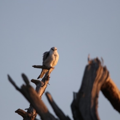 Elanus axillaris (Black-shouldered Kite) at Fyshwick, ACT - 21 Sep 2018 by redsnow