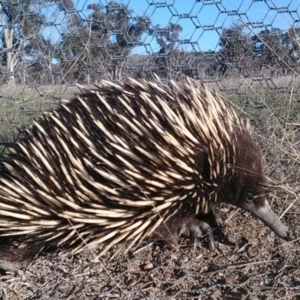 Tachyglossus aculeatus at Amaroo, ACT - 21 Sep 2018 04:37 PM