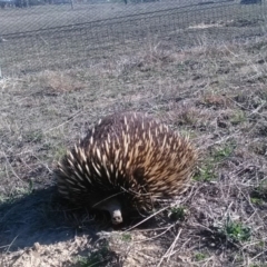 Tachyglossus aculeatus (Short-beaked Echidna) at Mulligans Flat - 21 Sep 2018 by cf17