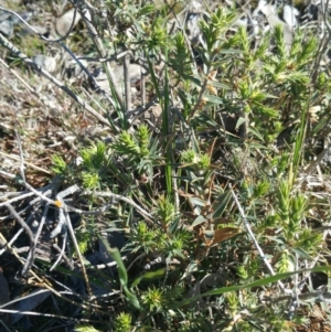 Melichrus urceolatus at Amaroo, ACT - 13 Sep 2018