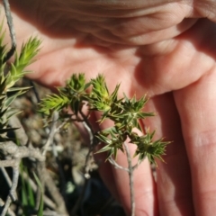 Melichrus urceolatus at Amaroo, ACT - 13 Sep 2018