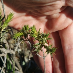 Melichrus urceolatus at Amaroo, ACT - 13 Sep 2018