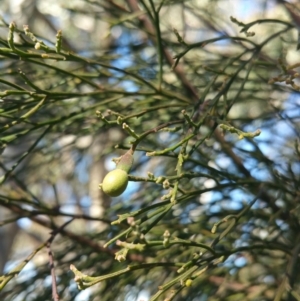 Exocarpos cupressiformis at Amaroo, ACT - 13 Sep 2018 09:36 AM