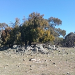 Exocarpos cupressiformis at Amaroo, ACT - 13 Sep 2018 09:36 AM