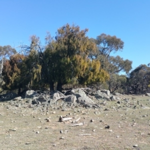 Exocarpos cupressiformis at Amaroo, ACT - 13 Sep 2018 09:36 AM