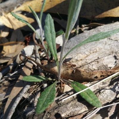 Senecio (genus) (A Fireweed) at Amaroo, ACT - 13 Sep 2018 by nathkay