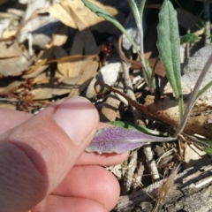 Senecio sp. at Amaroo, ACT - 13 Sep 2018 09:37 AM