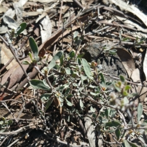 Hibbertia obtusifolia at Amaroo, ACT - 13 Sep 2018 09:39 AM