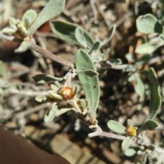 Hibbertia obtusifolia at Amaroo, ACT - 13 Sep 2018 09:39 AM