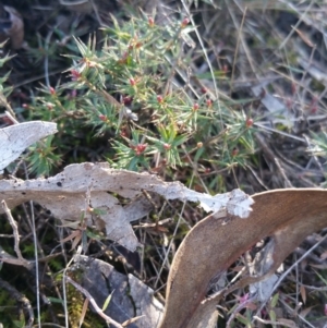 Lissanthe strigosa subsp. subulata at Amaroo, ACT - 13 Sep 2018 09:42 AM