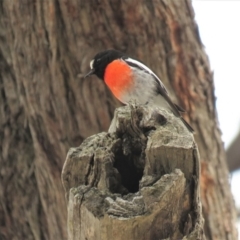 Petroica boodang (Scarlet Robin) at Carwoola, NSW - 22 Sep 2018 by KumikoCallaway