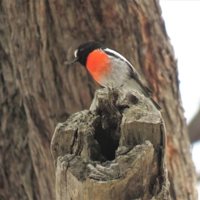 Petroica boodang (Scarlet Robin) at Stony Creek Nature Reserve - 22 Sep 2018 by KumikoCallaway