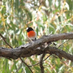 Petroica boodang at Carwoola, NSW - 22 Sep 2018 10:03 AM