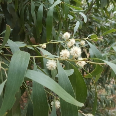 Acacia melanoxylon (Blackwood) at Isaacs, ACT - 22 Sep 2018 by Mike