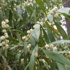 Acacia melanoxylon at Isaacs, ACT - 22 Sep 2018 03:21 PM