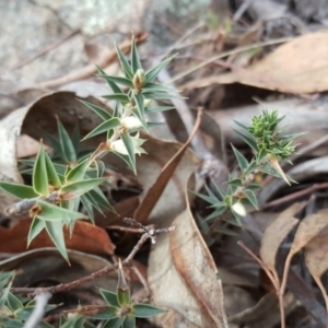 Melichrus urceolatus at Isaacs, ACT - 22 Sep 2018 04:00 PM