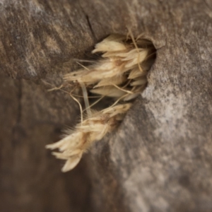 Isodontia sp. (genus) at Dunlop, ACT - 22 Sep 2018 11:58 AM