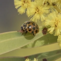 Harmonia conformis (Common Spotted Ladybird) at Hawker, ACT - 22 Sep 2018 by AlisonMilton