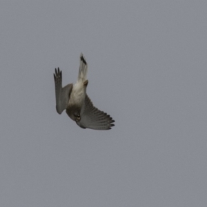 Falco cenchroides at Dunlop, ACT - 22 Sep 2018